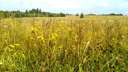 20160805_120822_Tver_Oblast