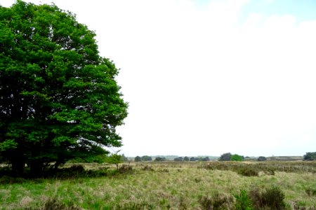 20160526_Elspeetsche_Heide3