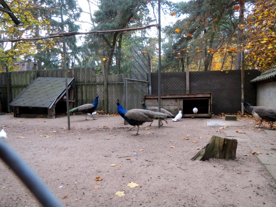 20151101Vogelpark_Hockenheim2