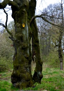 20160423_Unwürde_Rittergut_Rotbuche_ARB0234