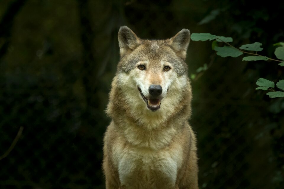 Wolf captivity animal
