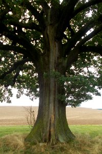 2016_Stamm_der_Friedenseiche_Rammenau