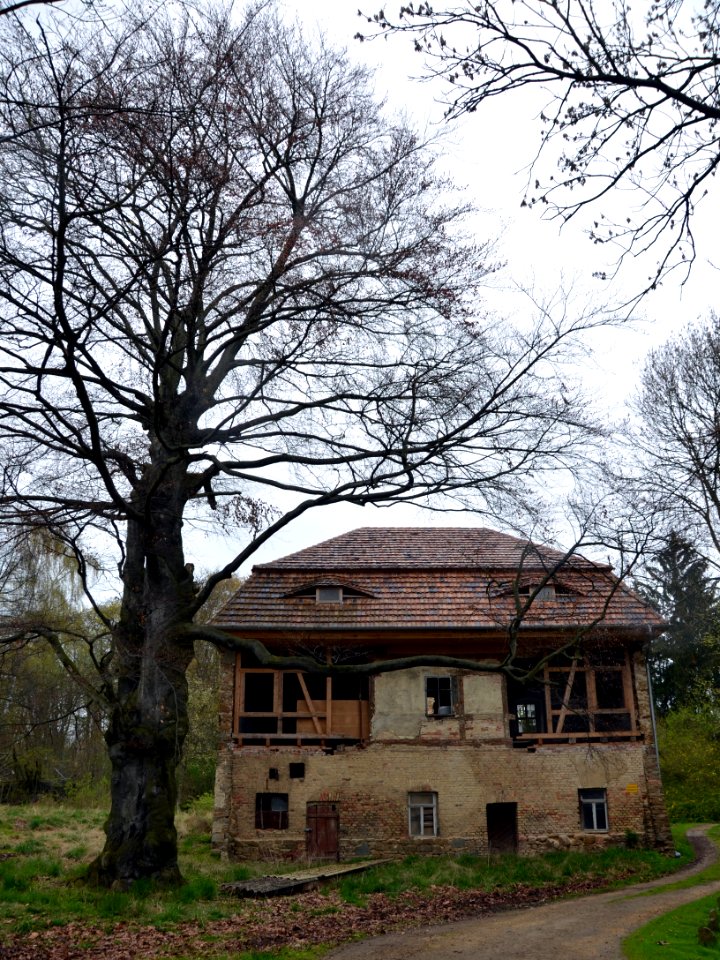 20160423_Unwürde_Rittergut_Orangerie_Rotbuche_ARB0230