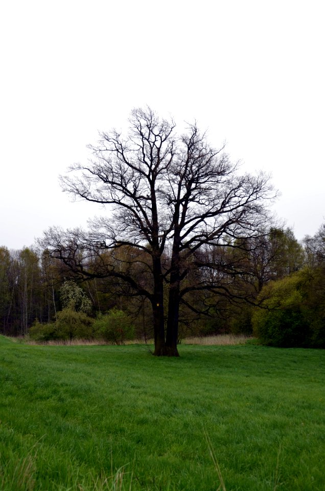 20160423_Oppeln_Stieleiche_ARB0107
