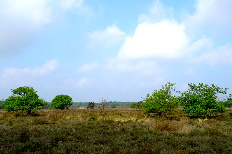 20160526_Elspeetsche_Heide4