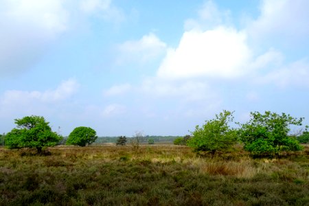 20160526_Elspeetsche_Heide4