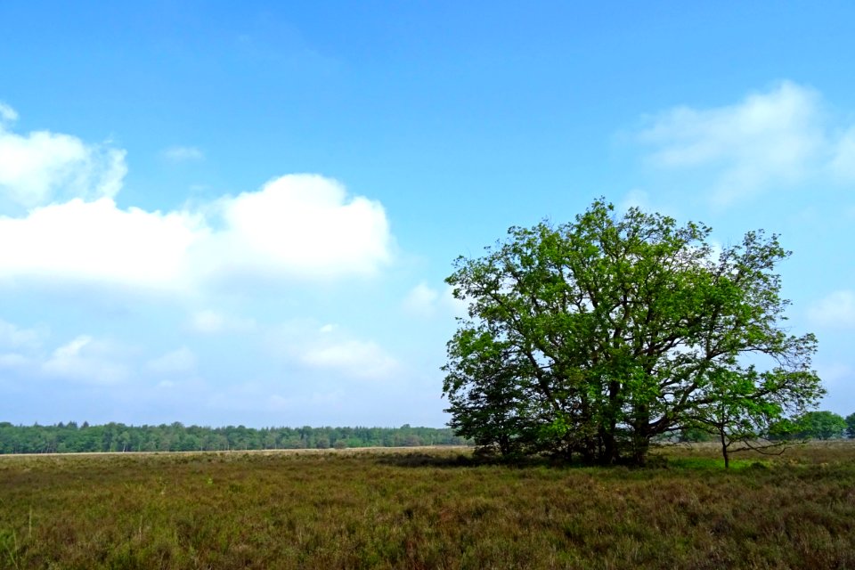 20160526_Elspeetsche_Heide6