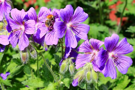 Flowers garden green leaves photo