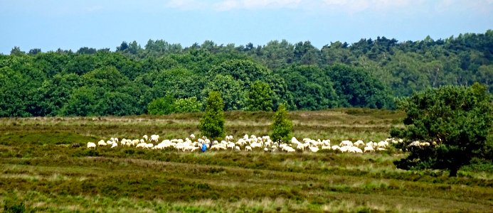 20160622_Ermelosche_Heide4