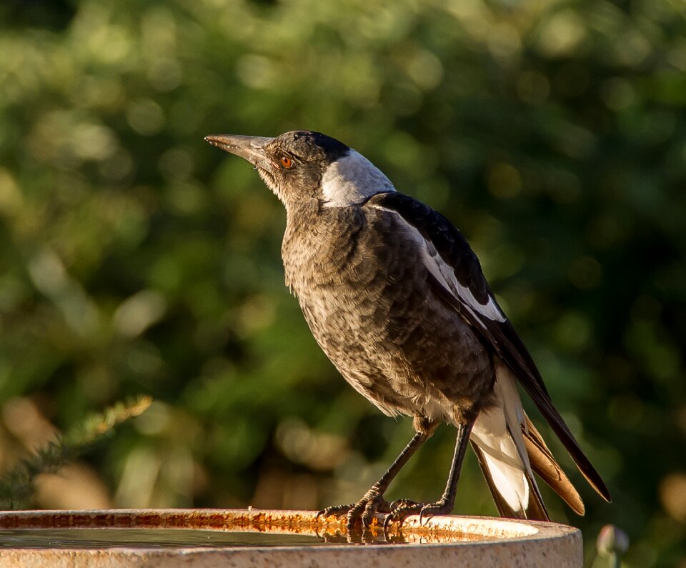 Young immature wild photo