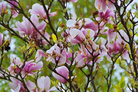 Nature branch romantic photo