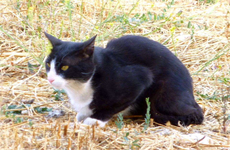 2016_-_Gato_en_Torrelaguna_2