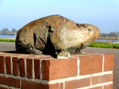 20151027_Laatste_bever_van_Nederland1_Zalk_door_Hermieneke_Schaeffer