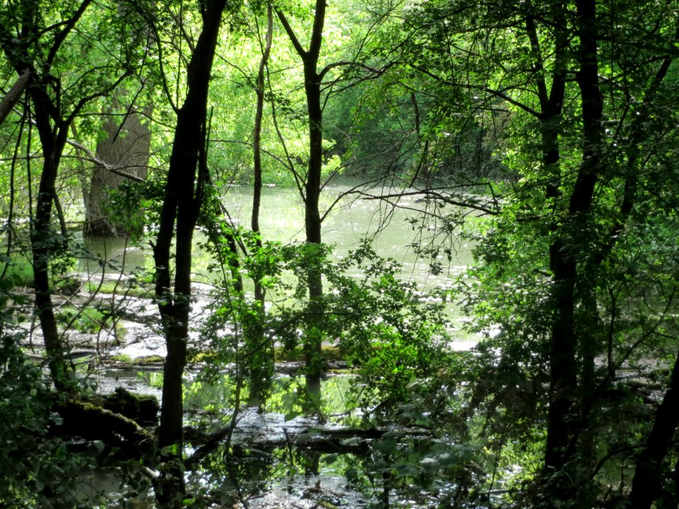 20160518Naturschutzgebiet_Ketscher_Rheininsel4