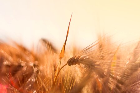 Cereals nature spike
