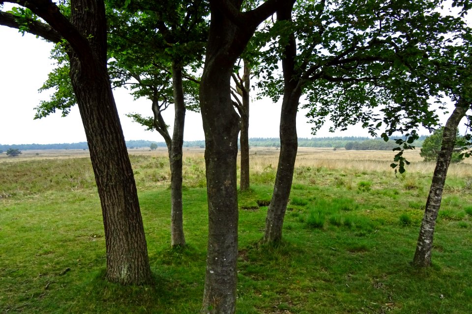 20160526_Liesberg1_Elspeetsche_Heide