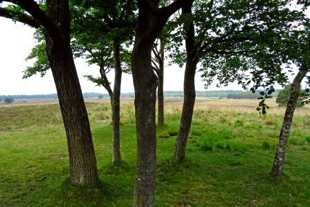 20160526_Liesberg1_Elspeetsche_Heide