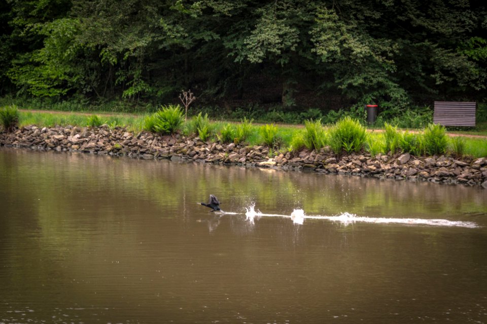 20160515_Saarufer_mit_Ente_IMG_3333_by_sebaso