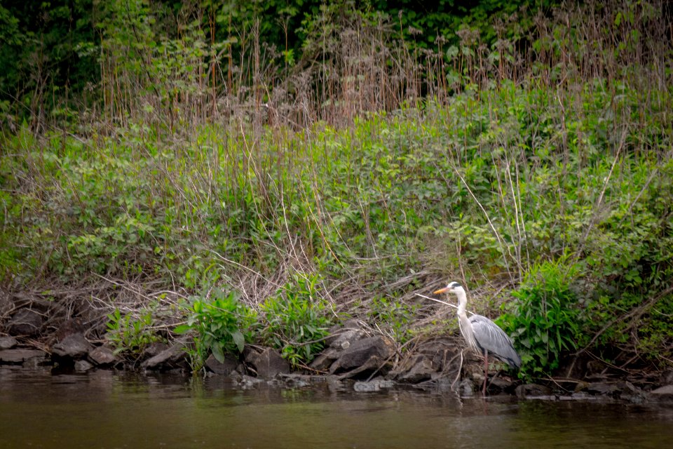 20160515_Reiher_an_der_Saarschleife_IMG_3315_by_sebaso