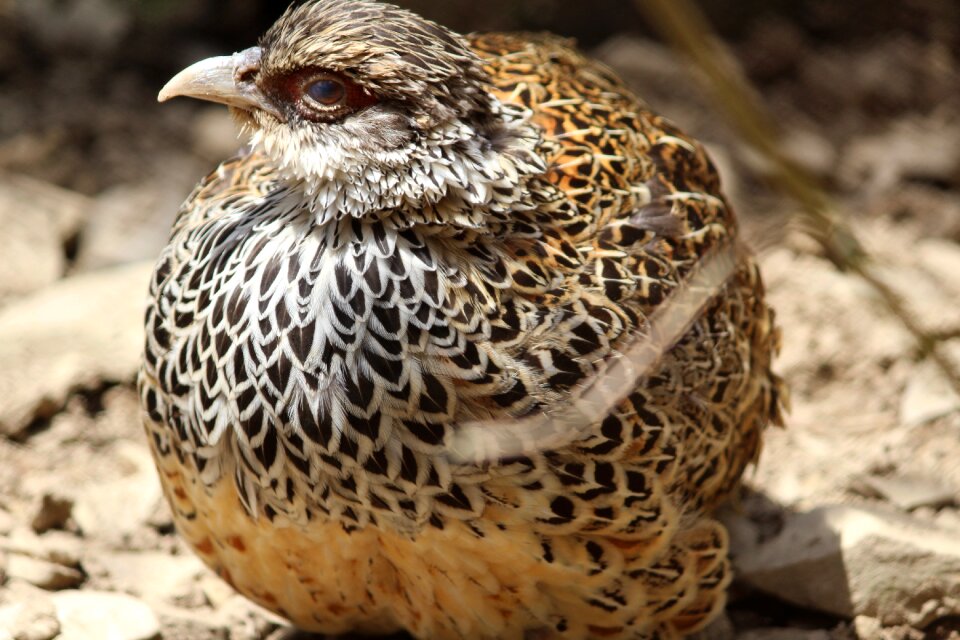 Pheasant indian birds himalayan birds