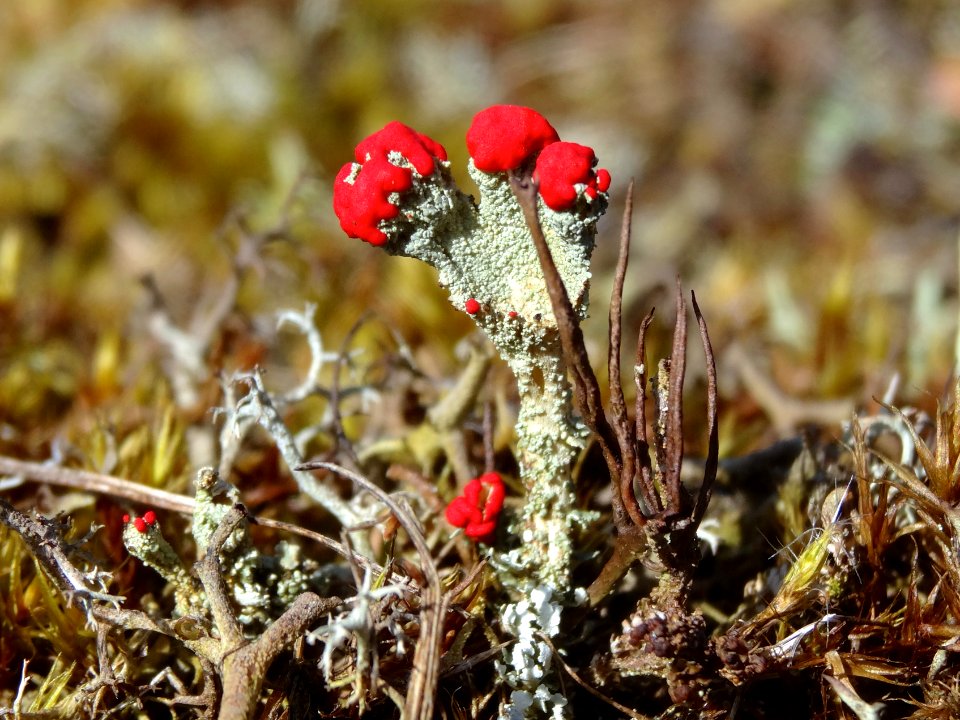20160420_rood_bekermos2_Drouwenerzand