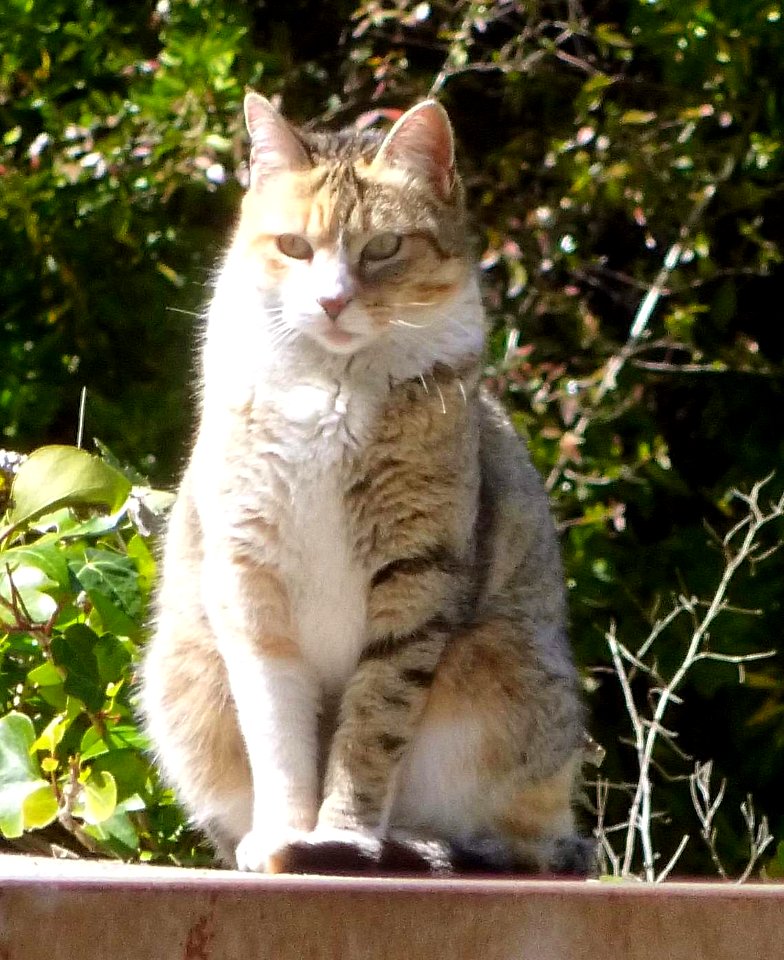 2016_Madrid_-_gato_en_el_Parque_Enrique_Tierno_Galván_(cropped)