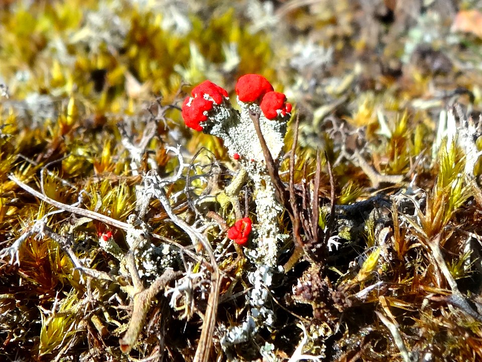 20160420_rood_bekermos3_Drouwenerzand