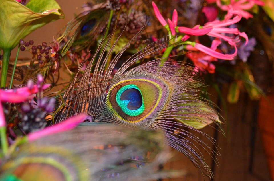 Flower feather bird feather