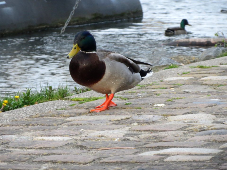 20160410Ente_Heidelberg