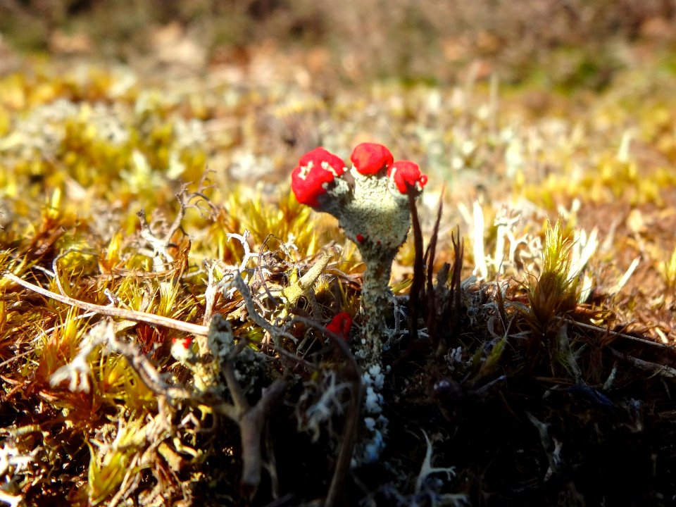 20160420_rood_bekermos4_Drouwenerzand