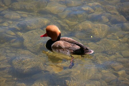 Duck bird water bird duck