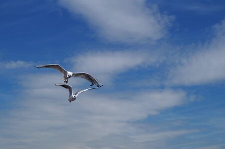 Lake lucerne region sgv gulls