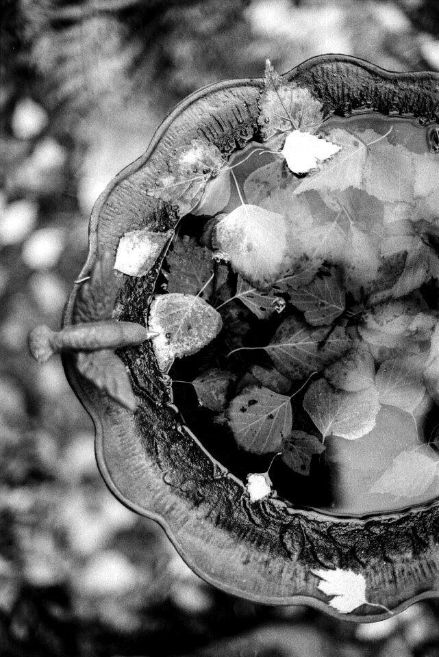 Bath garden water