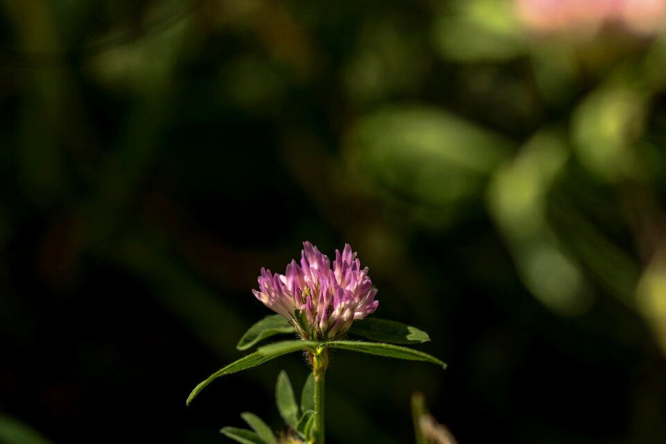 Nature summer summer flower photo