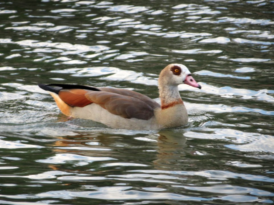 20160410Alopochen_aegyptiaca