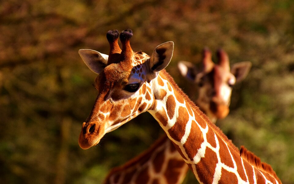 Long jibe animals africa