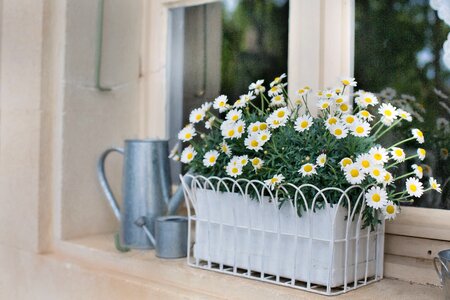 Flowers watering can plant