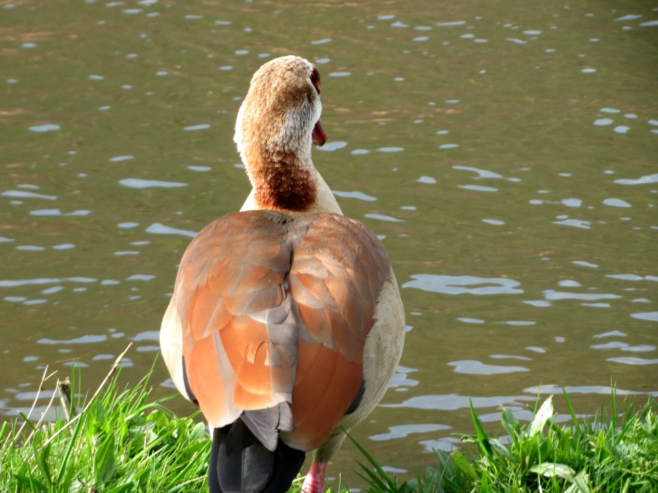 20160408Alopochen_aegyptiaca5