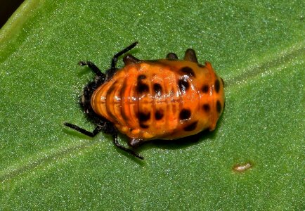 Bug small bug creature photo