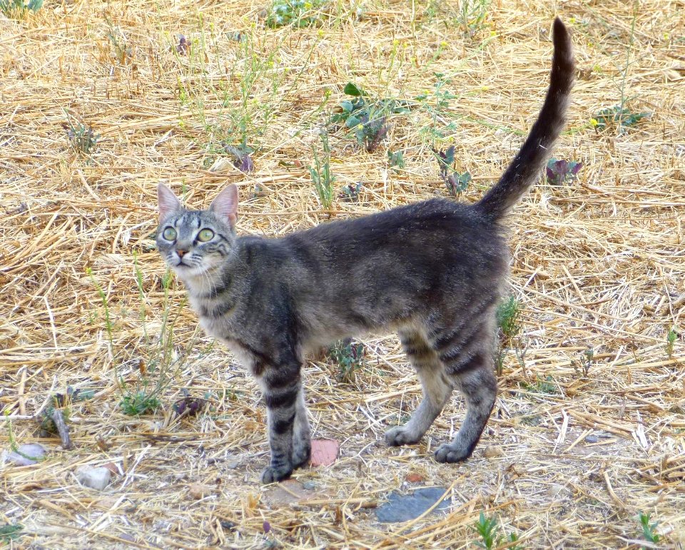 2016_-_Gato_en_Torrelaguna_3
