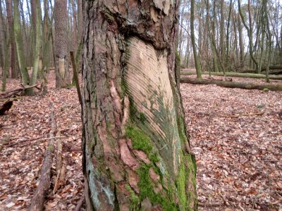 20160313Harzlachte19