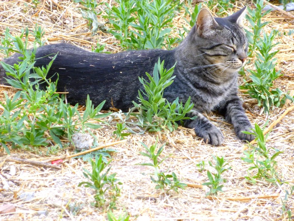 2016_-_Gato_en_Torrelaguna_1