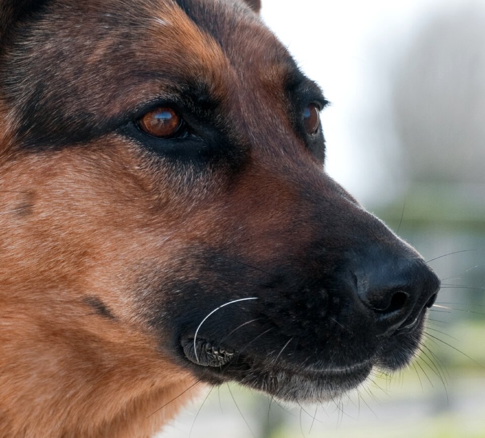 German shepherd close up domestic animal
