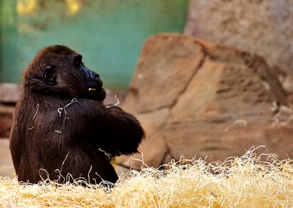 Animal zoo furry
