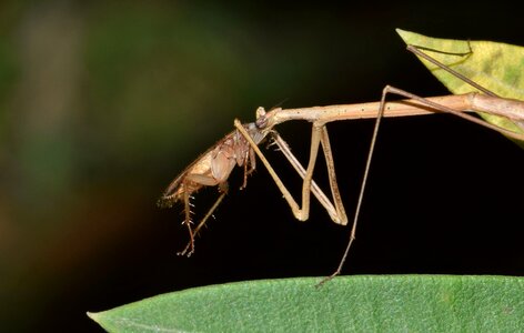 Bug insectoid thin photo