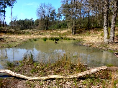 20160421_Wieselsche_Bos1