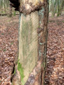 20160313Harzlachte01