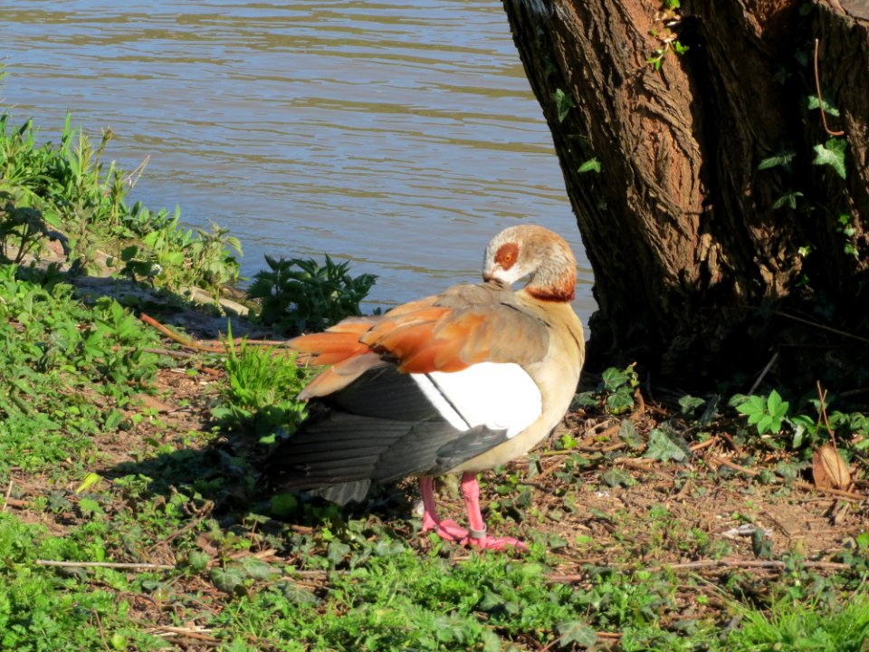 20160421Alopochen_aegyptiaca3