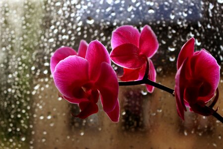 Drops pink window