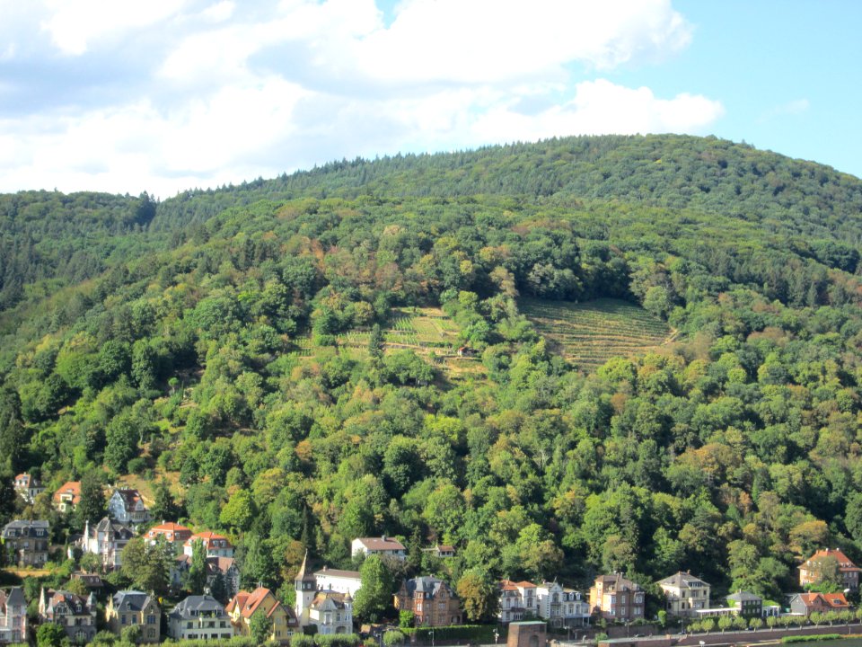 20180810Weinberg_Neuenheim